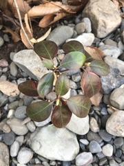 Rhododendron ponticum