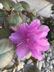 Rhododendron ponticum