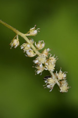 Aruncus parvulus