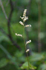 Aruncus parvulus