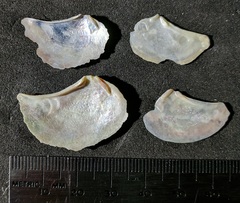 Heteroclidus punctatus