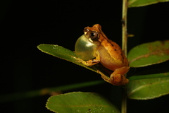 Sinnamary Tree Frog photo 2