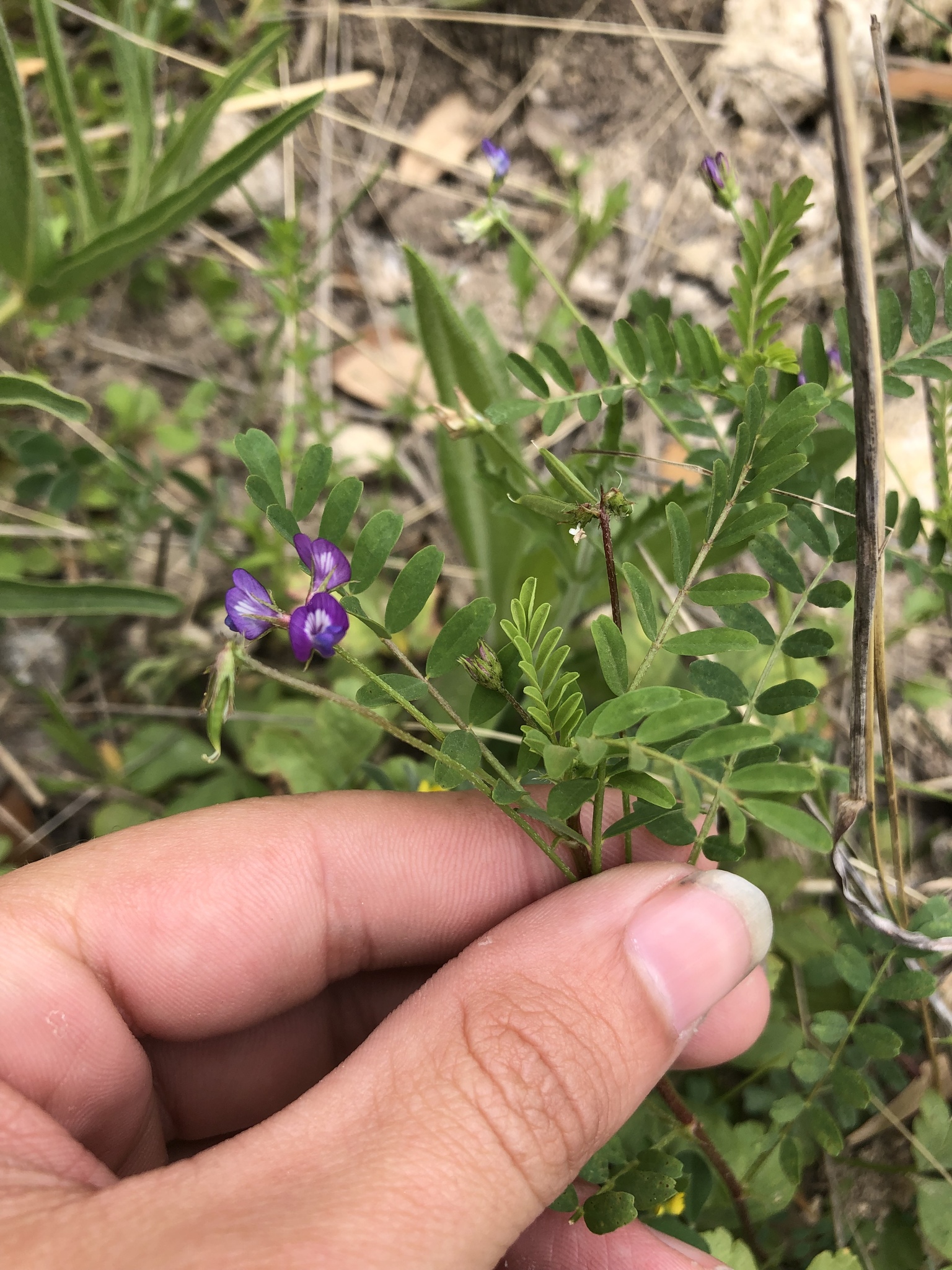 Astragalus nuttallianus var. nuttallianus