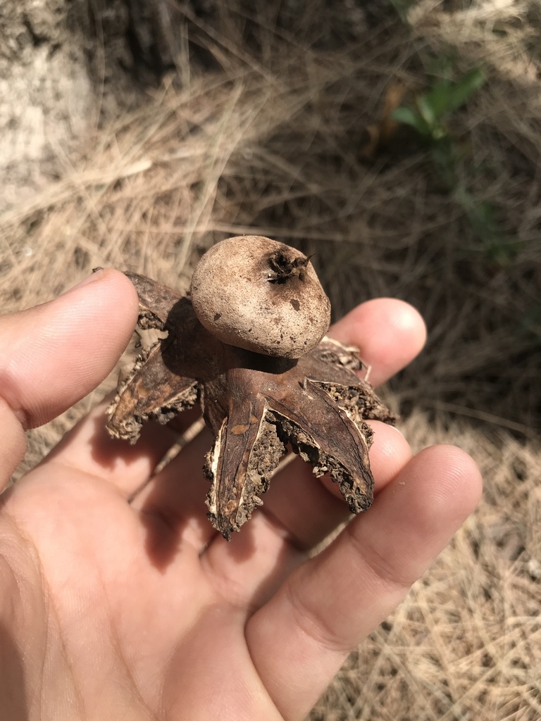 Geastrum hieronymi