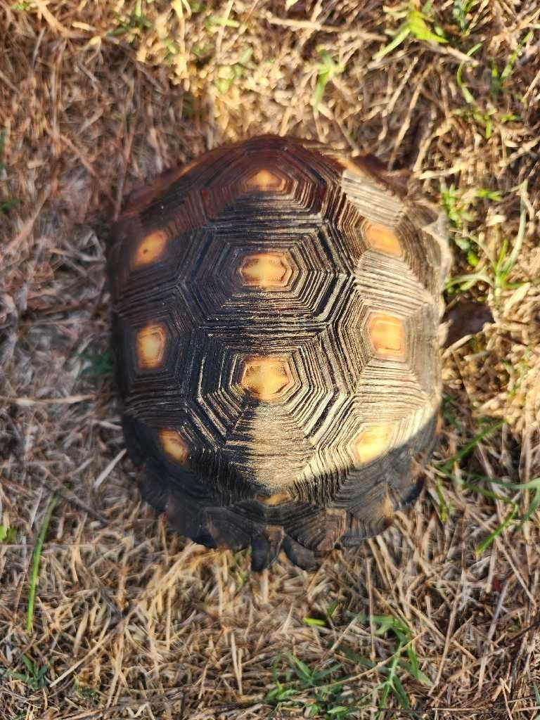 Texas Tortoise in September 2023 by Jacquelyn Tleimat · iNaturalist