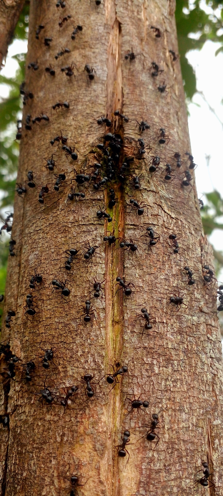 Phasmomyrmex