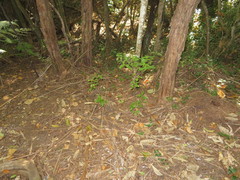 Melicytus ramiflorus ramiflorus