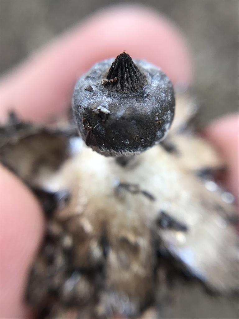 Geastrum glaucescens