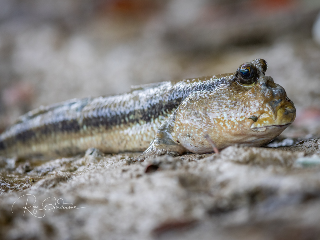 Giant Mudskipper