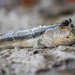Pug-headed Mudskipper - Photo (c) Roy Anderson, some rights reserved (CC BY-NC), uploaded by Roy Anderson