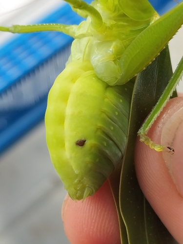 Stichotrema