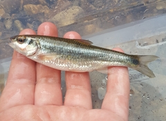 Cardinal Shiner photo 2