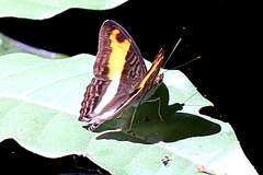 Adelpha cocala cocala