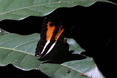Adelpha cocala cocala