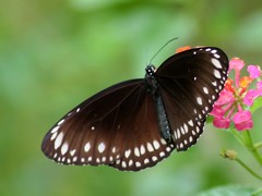 Euploea crameri bremeri