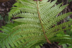 Polystichum polyblepharum