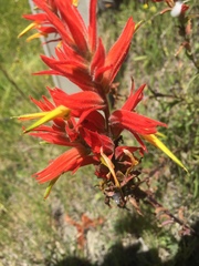 Castilleja subinclusa