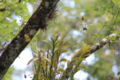 Epidendrum amphistomum