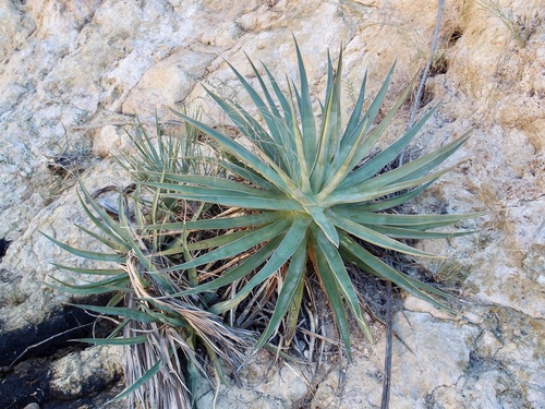 Agave chrysoglossa