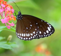 Euploea crameri bremeri