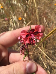 Clarkia unguiculata