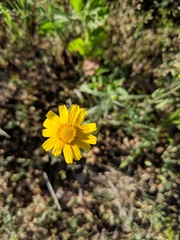 Tetraneuris linearifolia