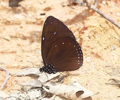 Euploea eunice