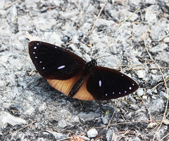 Euploea eunice