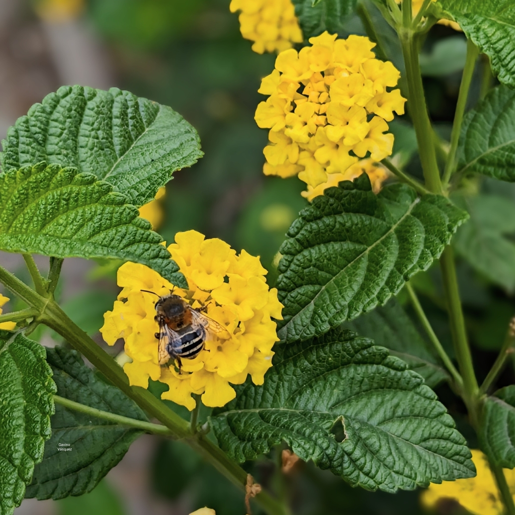 Apine Bees from Q99W+R52, Rancahua 180104, Ecuador on November 26, 2023 ...