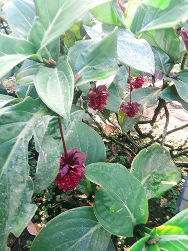 Medinilla miniata