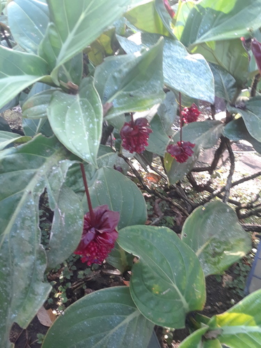 Medinilla miniata