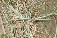 Spinifex littoreus