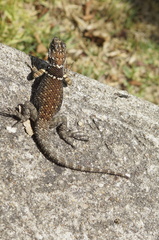 Sceloporus aureolus