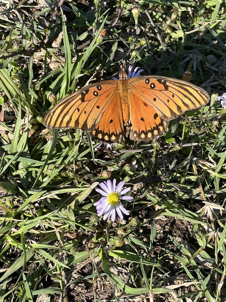 Gulf Fritillary from Oil and Gas Park, Jennings, LA, US on December 4, 2023 at 0240 PM by