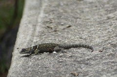 Sceloporus aureolus