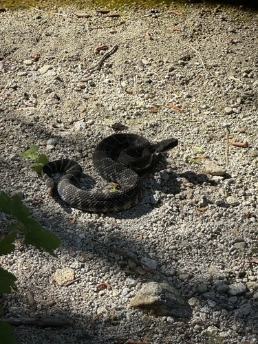 iNaturalist observation photo of Southern Pacific Rattlesnake