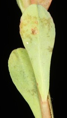 Euphorbia texana