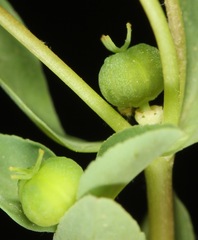 Euphorbia texana