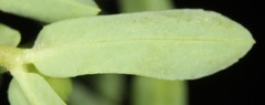 Euphorbia texana