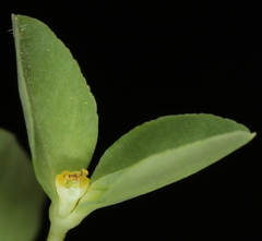 Euphorbia texana