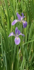 Iris giganticaerulea
