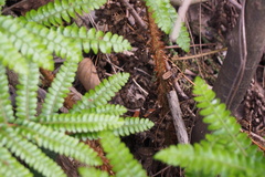 Polystichum polyblepharum