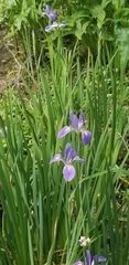 Iris giganticaerulea