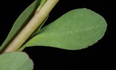 Euphorbia texana