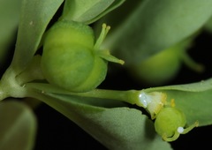 Euphorbia texana