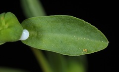 Euphorbia texana