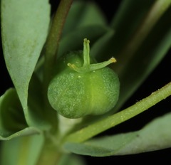 Euphorbia texana