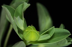 Euphorbia texana