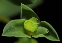 Euphorbia texana