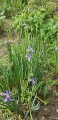 Iris giganticaerulea